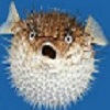 champig Image