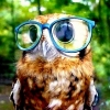OwlCraft Image